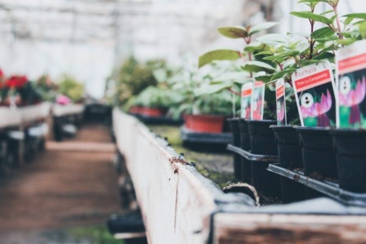 An array of plants inside a garden shop