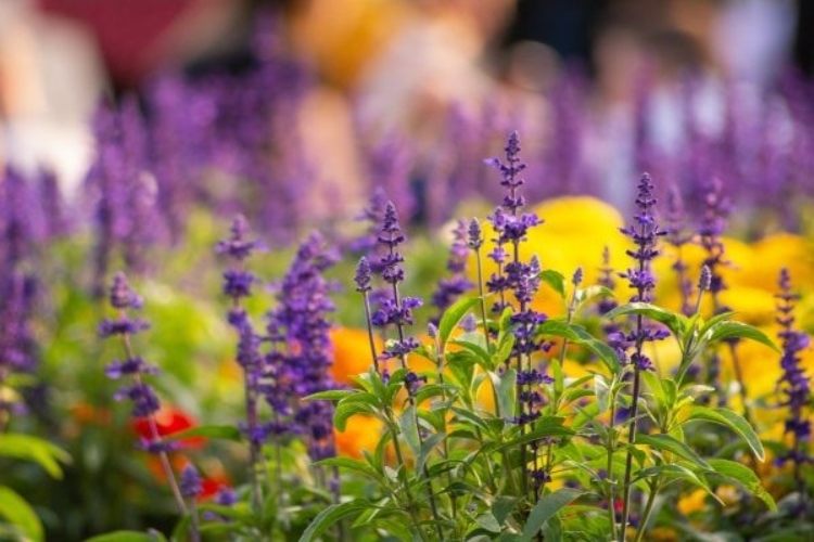 Best Garden Centres in Taunton, Somerset