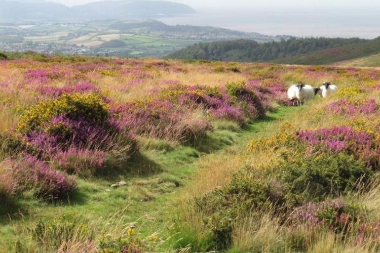 Quantock Hills