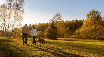 Great dog walks in Taunton in Somerset