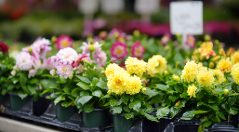 Best garden centres in Wiltshire