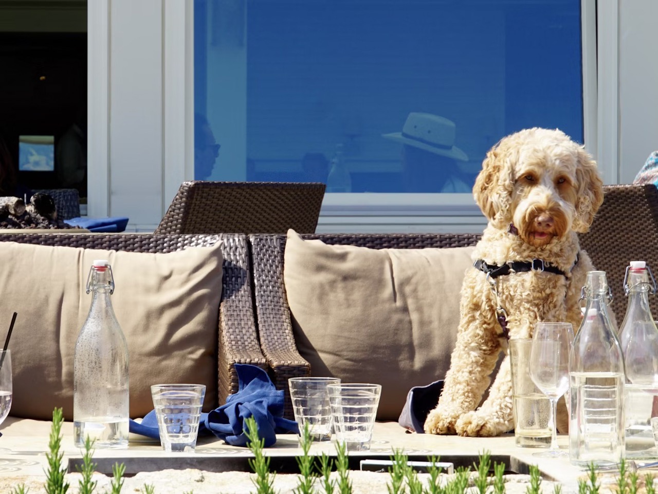 dog sitting on chair