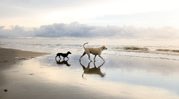 Best dog friendly beaches in Dorset